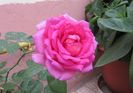 village-de-saint-yrieix rose