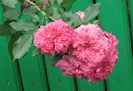 Rosarium Uetersen