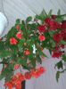 IMG_20150815_190852