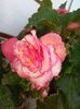 IMG_20150815_185748
