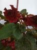 IMG_20150815_185743