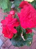 IMG_20150815_185704