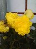 IMG_20150815_185634