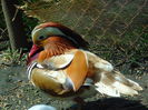 rate mandarine galbene