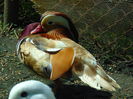 rate mandarine galbene