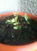 Cytisus seedlings