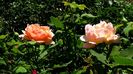 15 AUGUST (35)