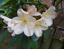 rhododendron Percy Wiseman