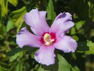 hibiscus syriacus