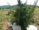 juniperus Keteleeri