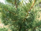 juniperus Keteleeri