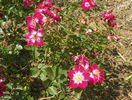 Candia Meillandecor