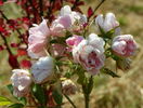 Pink Grootendorst