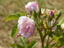 Pink Grootendorst