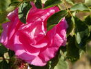 Katy Road Pink