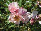 Morden Blush