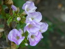 phlox Katherine