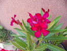 15 aug 006