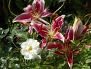 lilium Stargazer