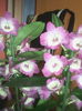 dendrobium nobile