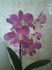 dendrobium phalaenopsis Sonia