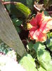 DSC04666