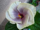 Tahitian Taui