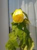 abutilon