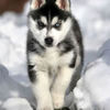 Husky Siberian205