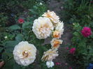 DSCF1606