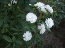 DSCF1620