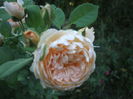 DSCF1623