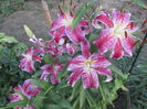 Stargazer