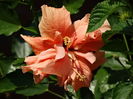 DSC03707