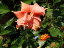 DSC03681