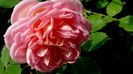 DSC01746