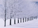 copaci-iarna_13-1152x864[1]