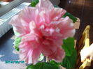 PICT2367