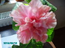PICT2372
