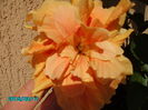 PICT2383