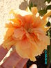 PICT2384