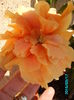 PICT2385
