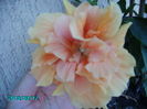 PICT2388