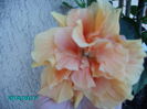 PICT2389