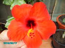PICT2394