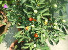 DSCN8437