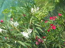 DSCN8439