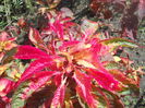 DSCN8451