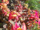 DSCN8455