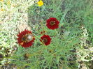 DSCN8491